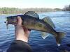 Click image for larger version. 

Name:	spring river fishing 2.jpg 
Views:	227 
Size:	9.3 KB 
ID:	16036