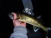 Click image for larger version. 

Name:	Chunky Walleye 12-17-2011.jpg 
Views:	274 
Size:	40.3 KB 
ID:	15266