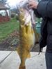 Click image for larger version. 

Name:	WALLEYE 35 X 16LB. 006.jpg 
Views:	308 
Size:	173.6 KB 
ID:	12551