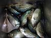 Click image for larger version. 

Name:	Box full of Crappies.jpg 
Views:	161 
Size:	123.3 KB 
ID:	14902