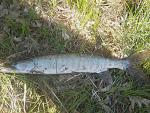 26 INCH WALLEYE MAY 16TH 2011 MINOCQUA AREA