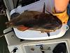 Click image for larger version. 

Name:	June 10 Catfish.jpg 
Views:	203 
Size:	61.6 KB 
ID:	16866