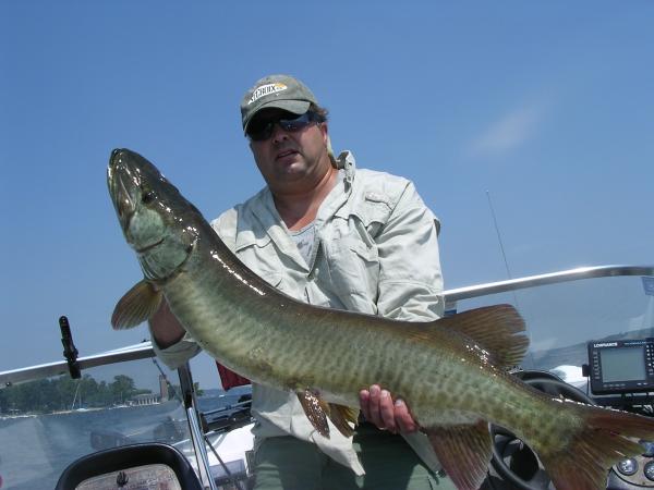 Fat 43"