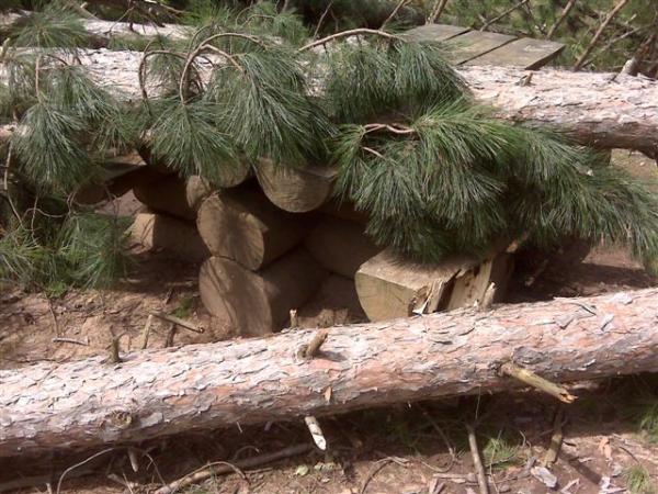The tree in the foreground the clipped off the table is the one that fractured my pelvis and pinned me.