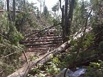 Our friends that got our gear the next day said it looked like every tree in the camp site was aimed at the table.