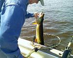 Musky2 060410