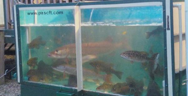 fish tank at 2010 P.S.C.F.T.