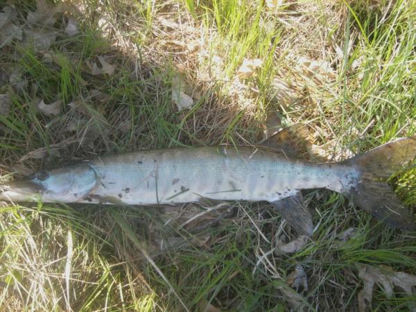 SMALL MUSKIE RELEASED MAY 2011