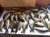 Click image for larger version. 

Name:	gills 001.jpg 
Views:	307 
Size:	193.6 KB 
ID:	15562