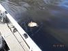 Click image for larger version. 

Name:	Wolf Fishing 006 web.jpg 
Views:	1738 
Size:	32.7 KB 
ID:	16001