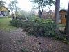 Click image for larger version. 

Name:	tree 005.jpg 
Views:	1298 
Size:	108.8 KB 
ID:	18239