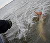 Click image for larger version. 

Name:	Lake of the Woods Trolling October 005 (800x688).jpg 
Views:	1415 
Size:	81.8 KB 
ID:	18463