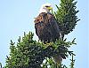 Click image for larger version. 

Name:	z345 copy.JPG 
Views:	485 
Size:	44.4 KB 
ID:	29511