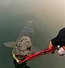Click image for larger version. 

Name:	m1105 copy.jpg 
Views:	533 
Size:	17.9 KB 
ID:	29678