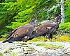 Click image for larger version. 

Name:	z390 copy.JPG 
Views:	463 
Size:	72.4 KB 
ID:	31276