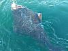 Click image for larger version. 

Name:	July30-halibut-1200.jpg 
Views:	917 
Size:	85.8 KB 
ID:	32014