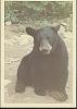 Click image for larger version. 

Name:	TFF Bears Dump 2.jpg 
Views:	245 
Size:	26.7 KB 
ID:	23770